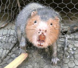 大竹鼠视频,自然界的“地下探险家”